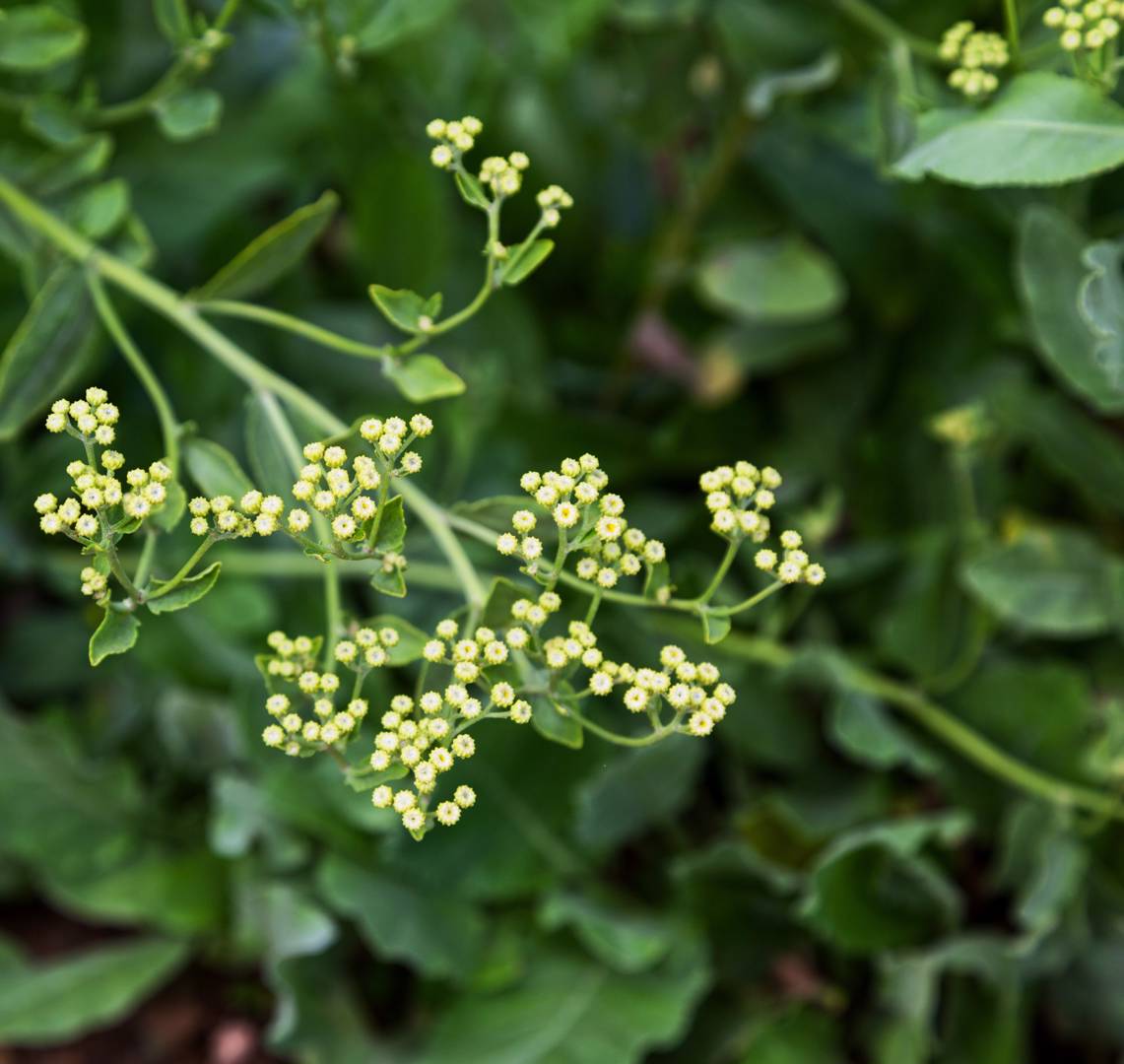 Balsamblad 