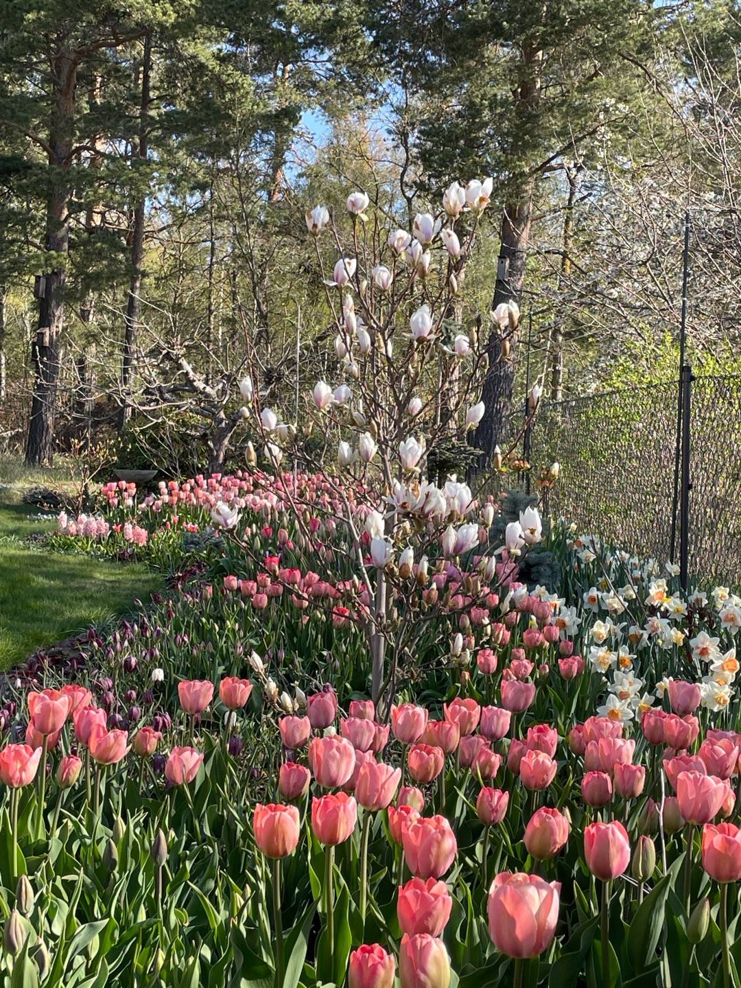 bulbaholic.anonymous