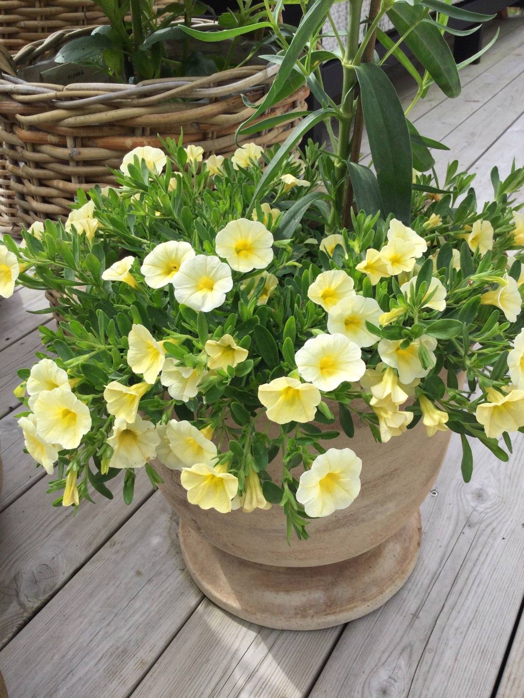 Petunia Zare F1