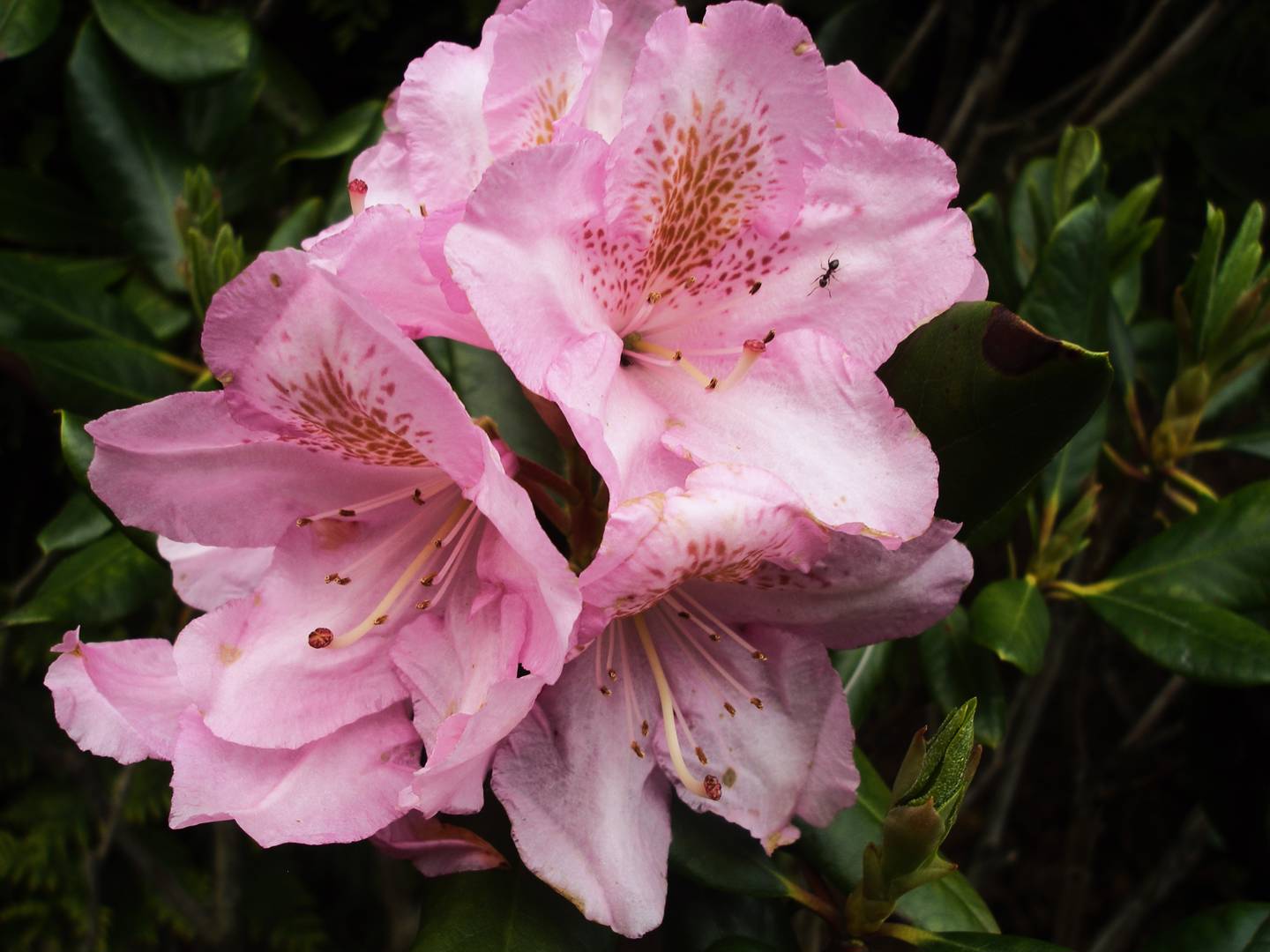 Rhododendron Scintillation