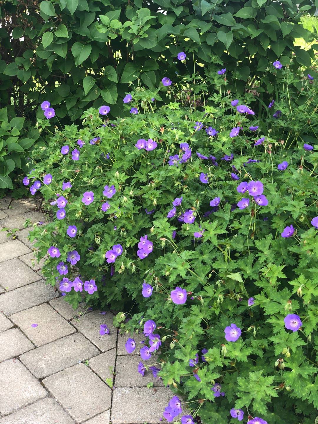 Rensättra trädgård