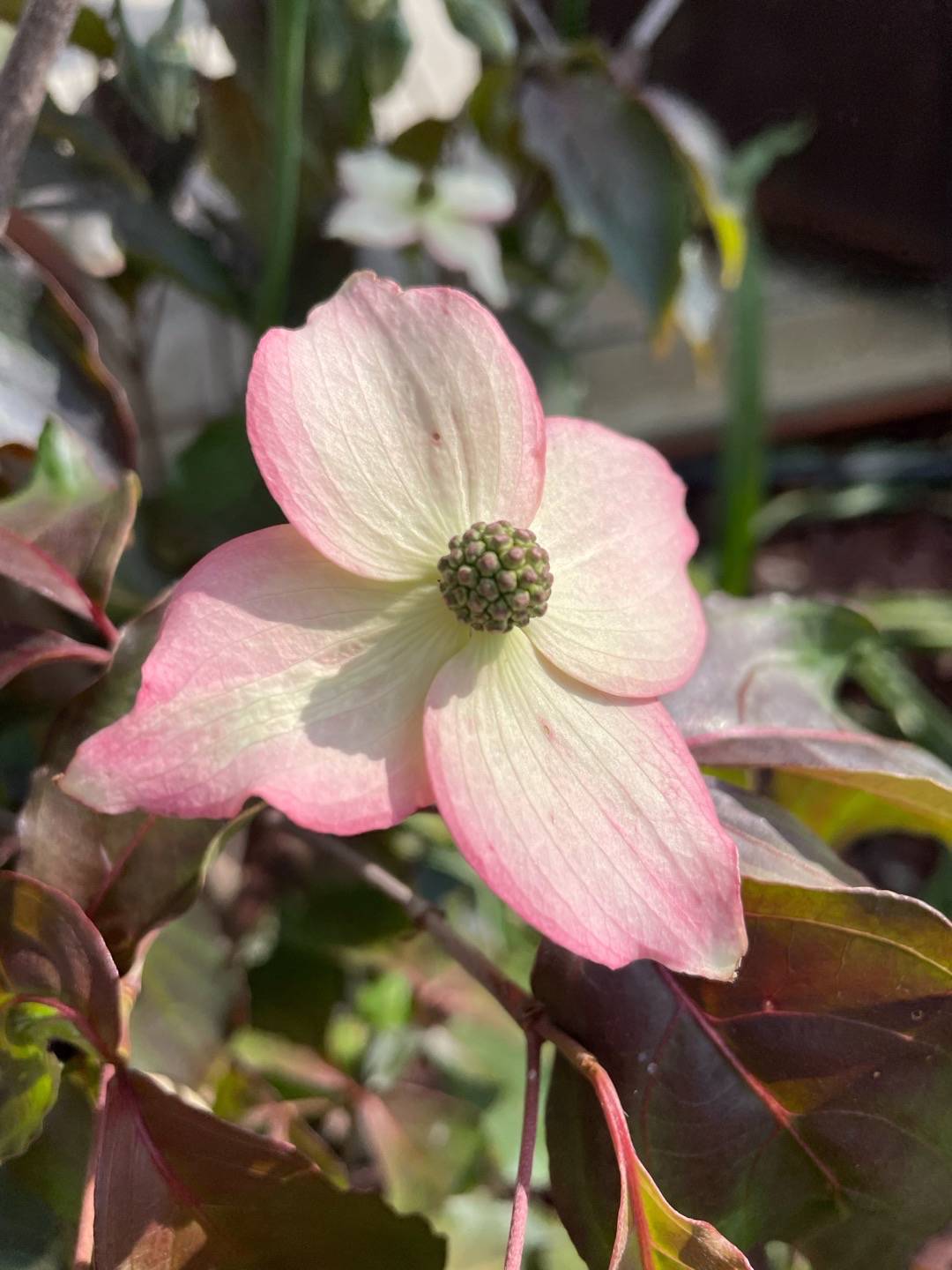 Koreansk Blomsterkornell Cappuccino