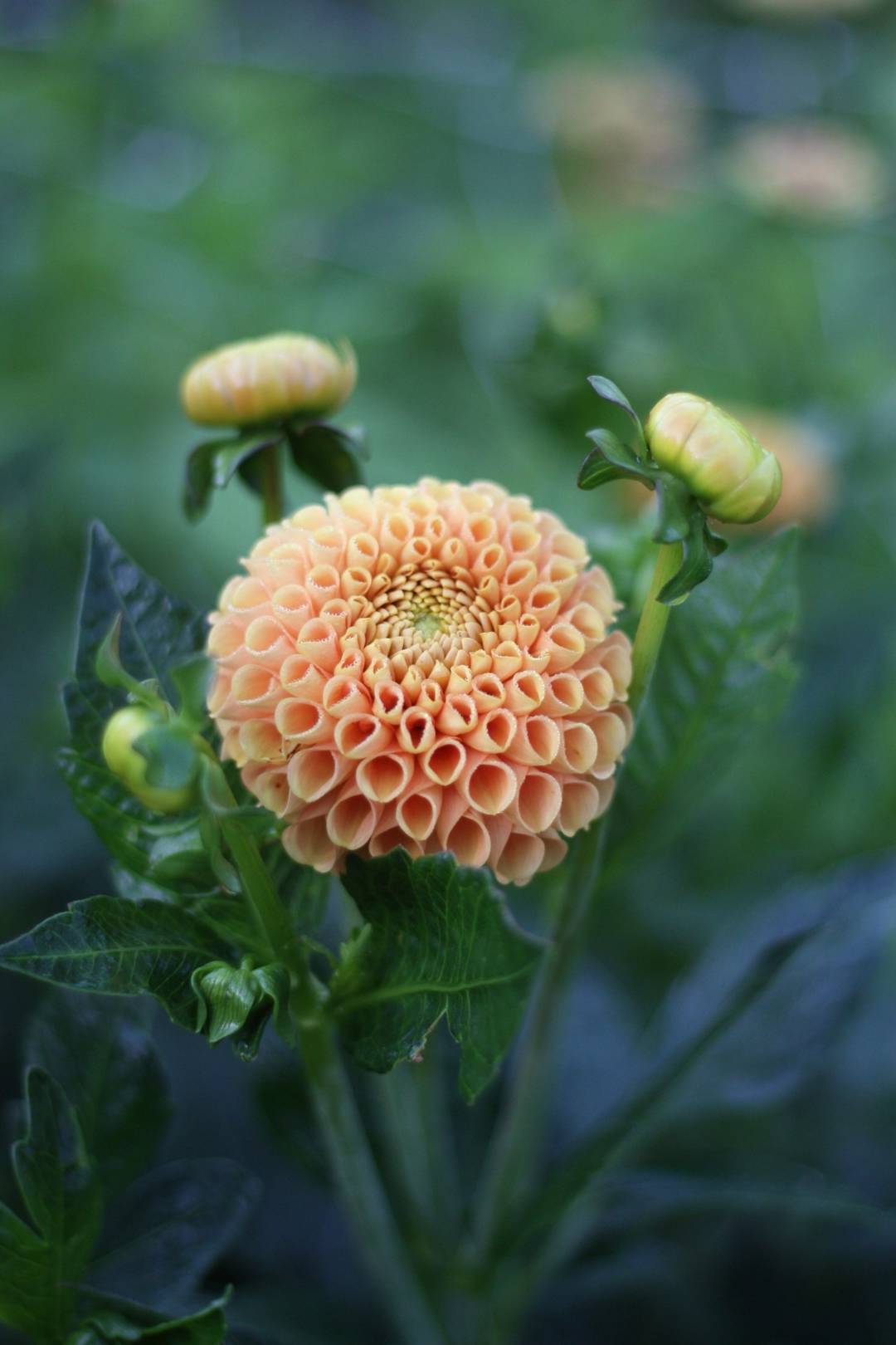 Dahlia Hapet Goldnugget