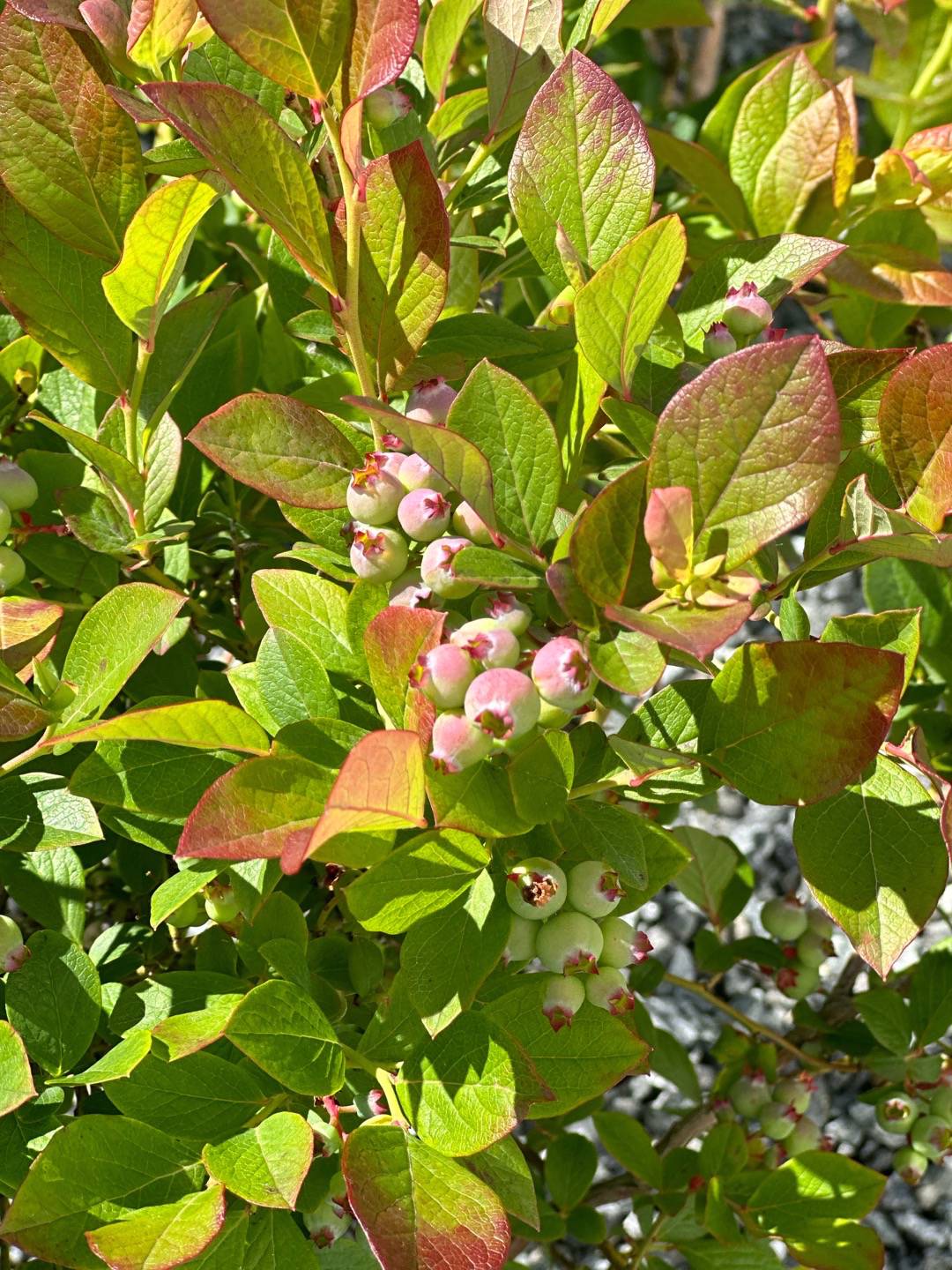 Hybridblåbär Berry Blues