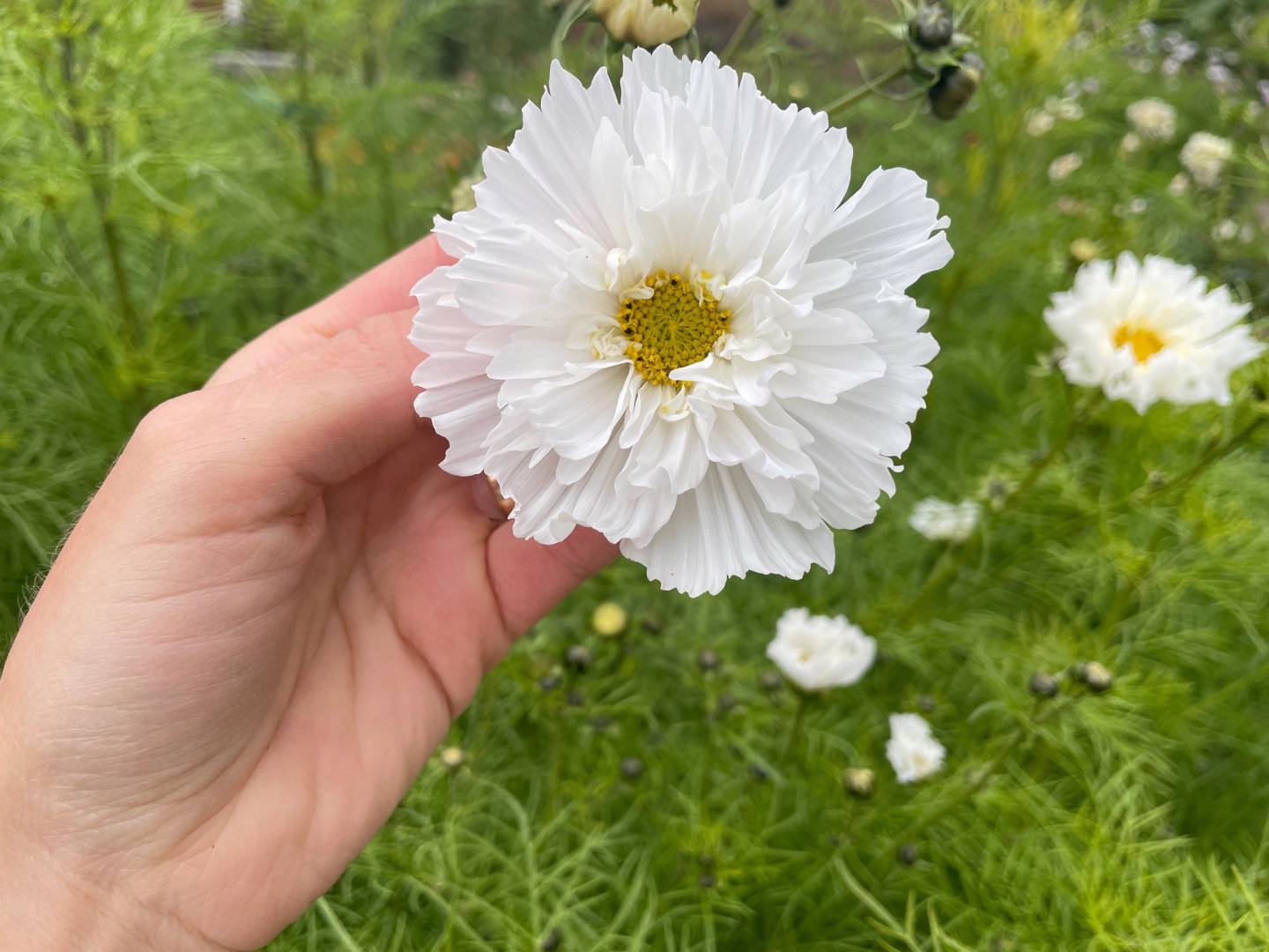 Lisenrosen