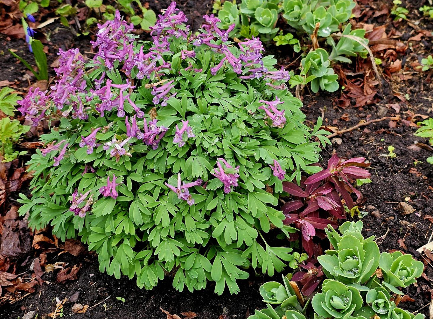 Oh!Garden - Stor nunneört