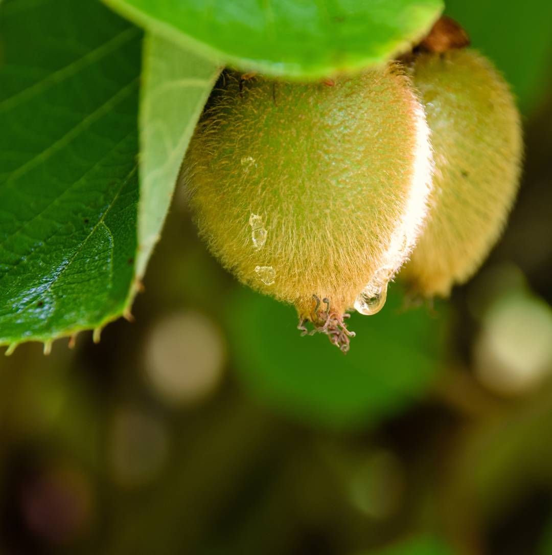 Kiwi Jenny
