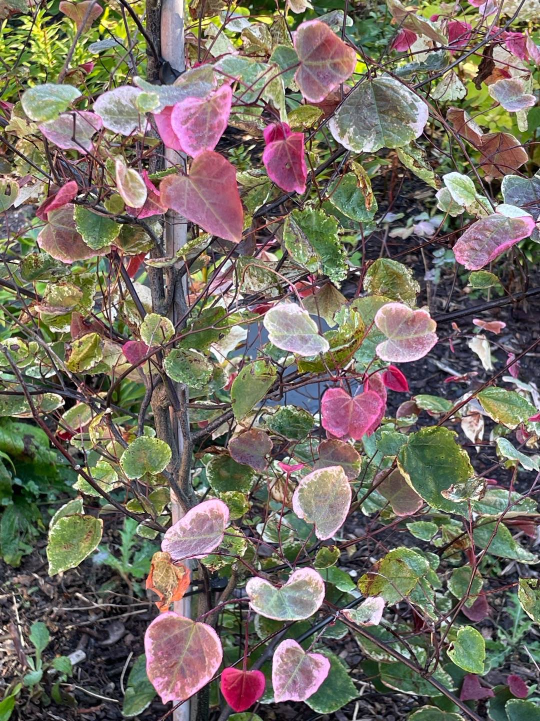 bulbaholic.anonymous