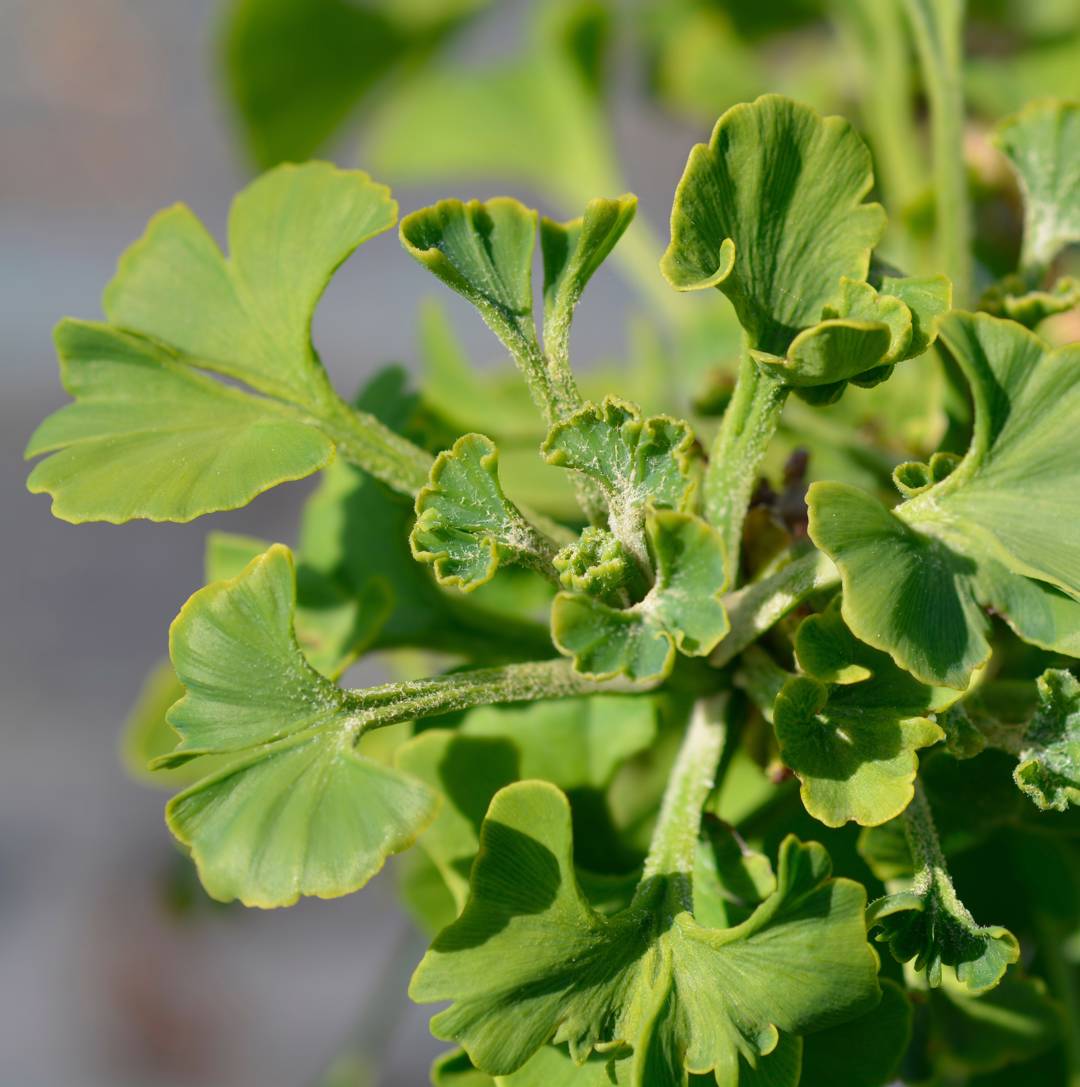 Ginkgo Mariken