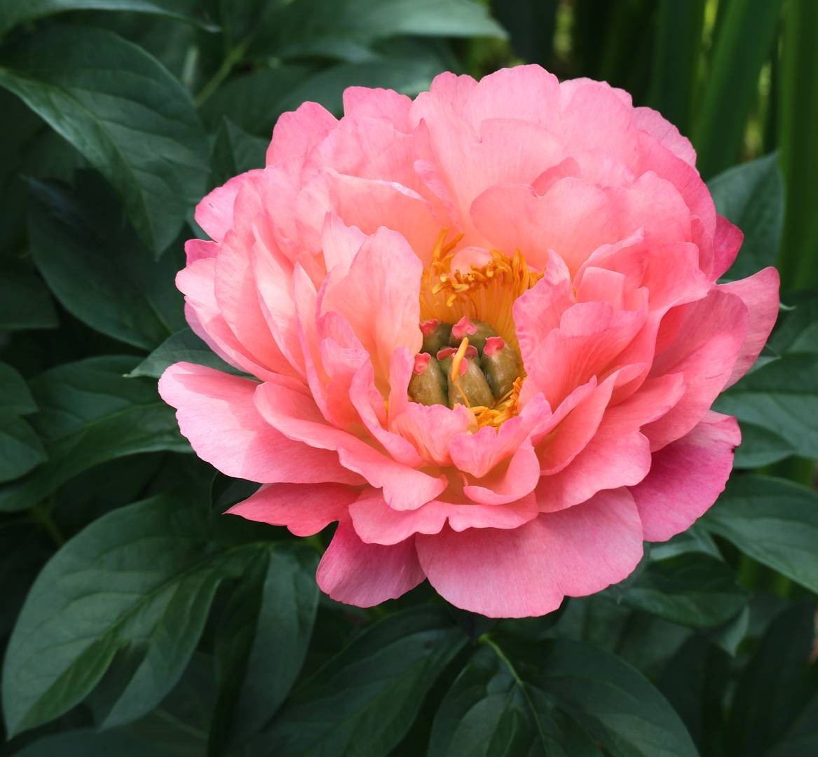 Pion Pink Hawaiian Coral
