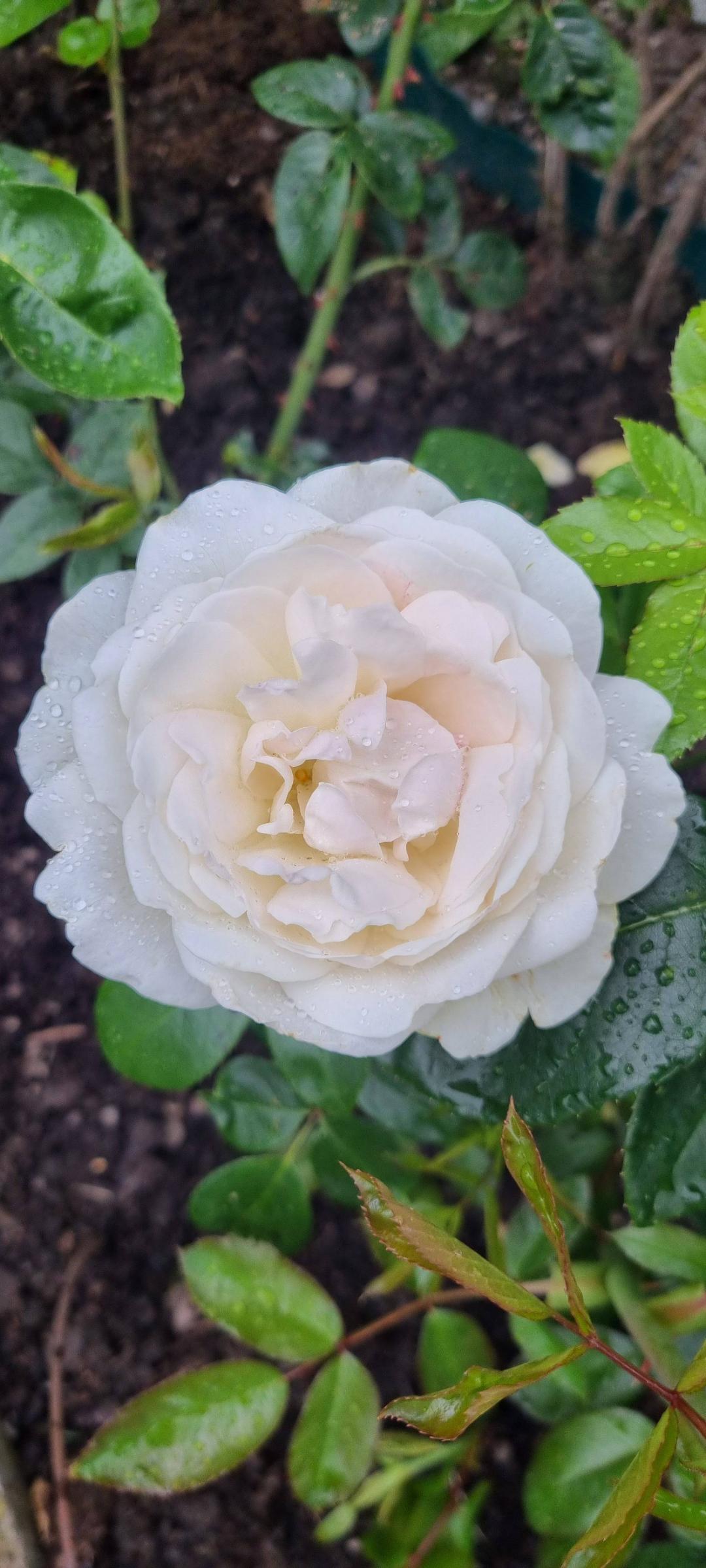BlommaSvl