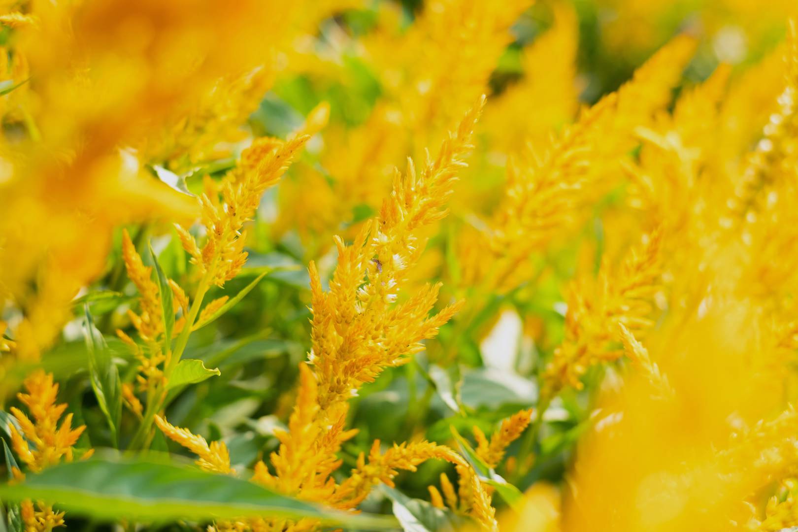 Celosia Sunday Gold