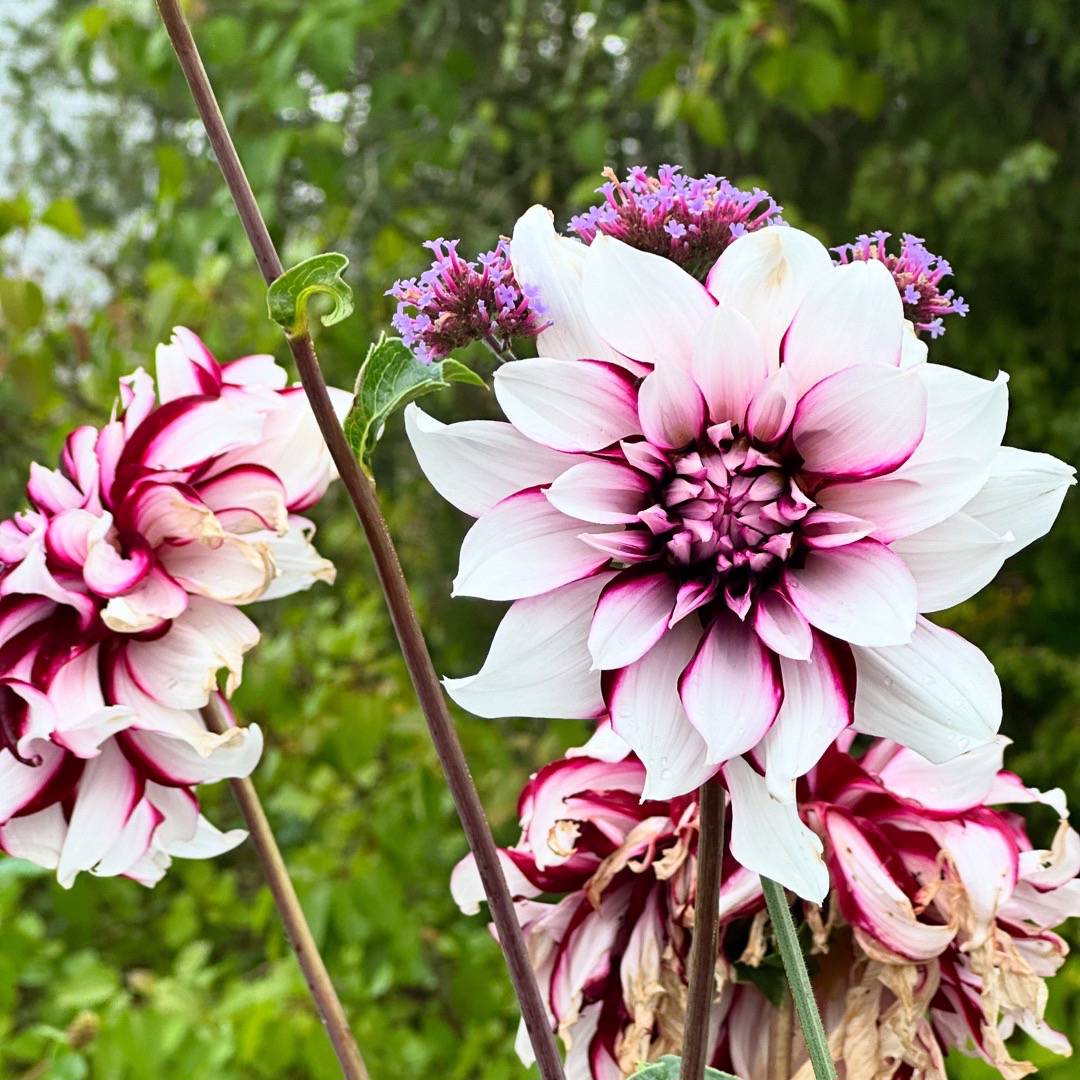 Dahlia Tartan