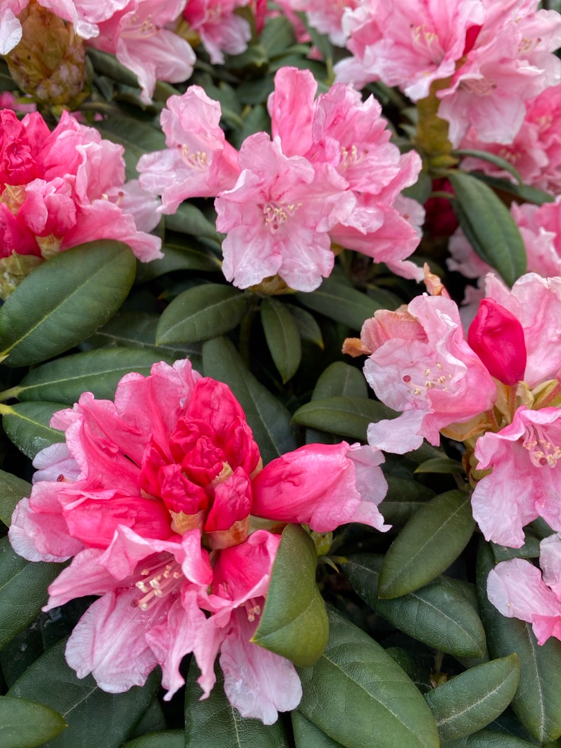 Oh!Garden - Rhododendron Colibri