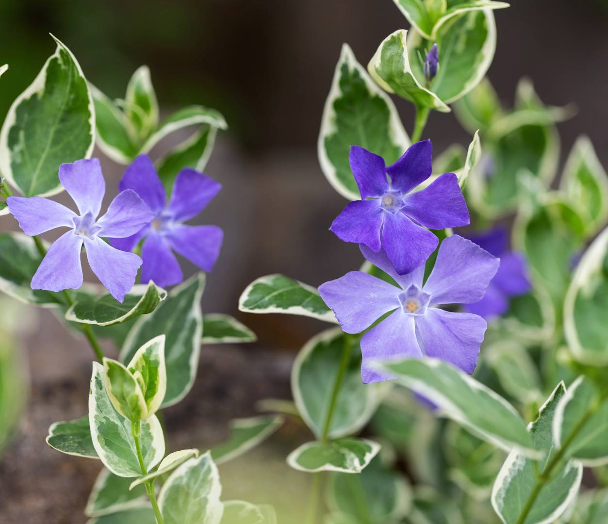 Stor vintergröna Variegata