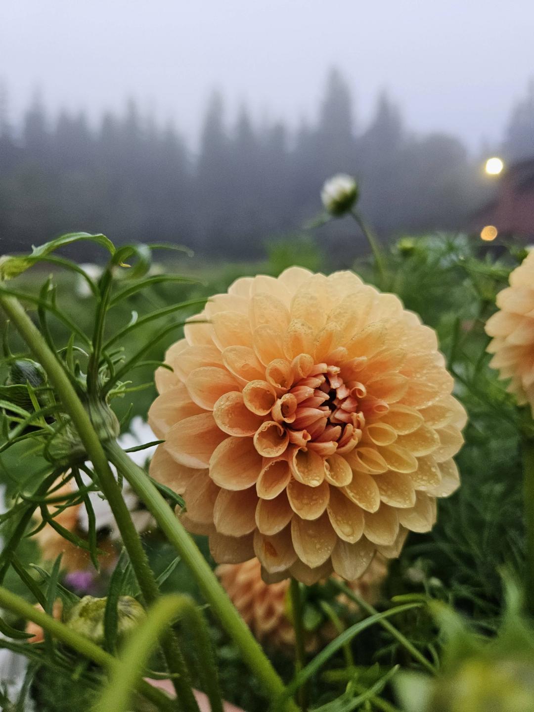 Dahlia Beatrice