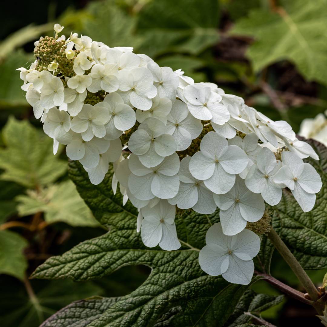Flikhortensia 