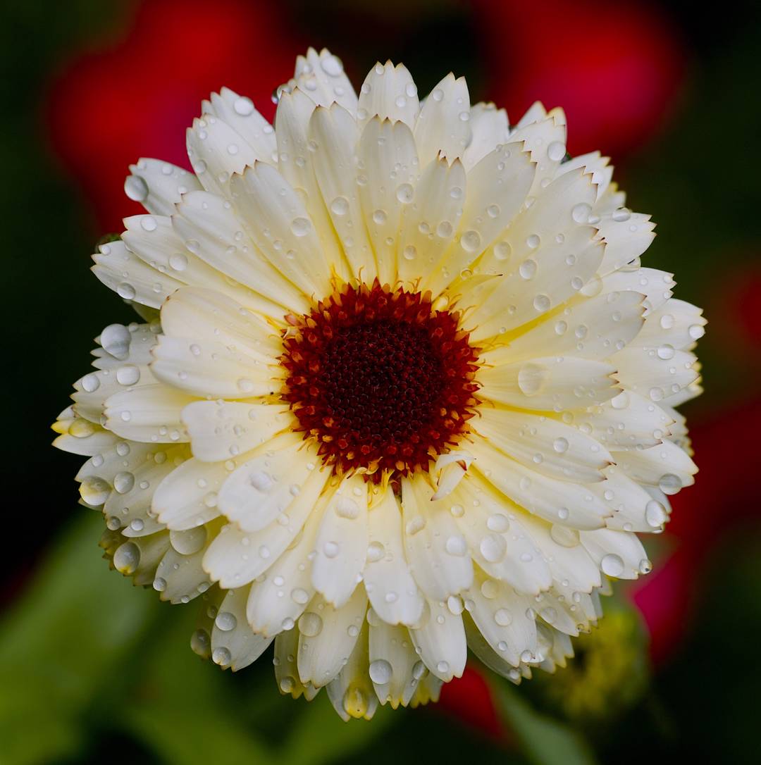 Ringblomma Snow Princess