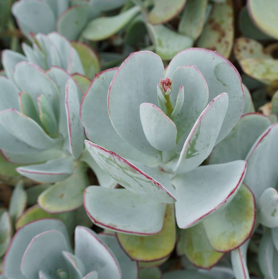Trädkrassula 