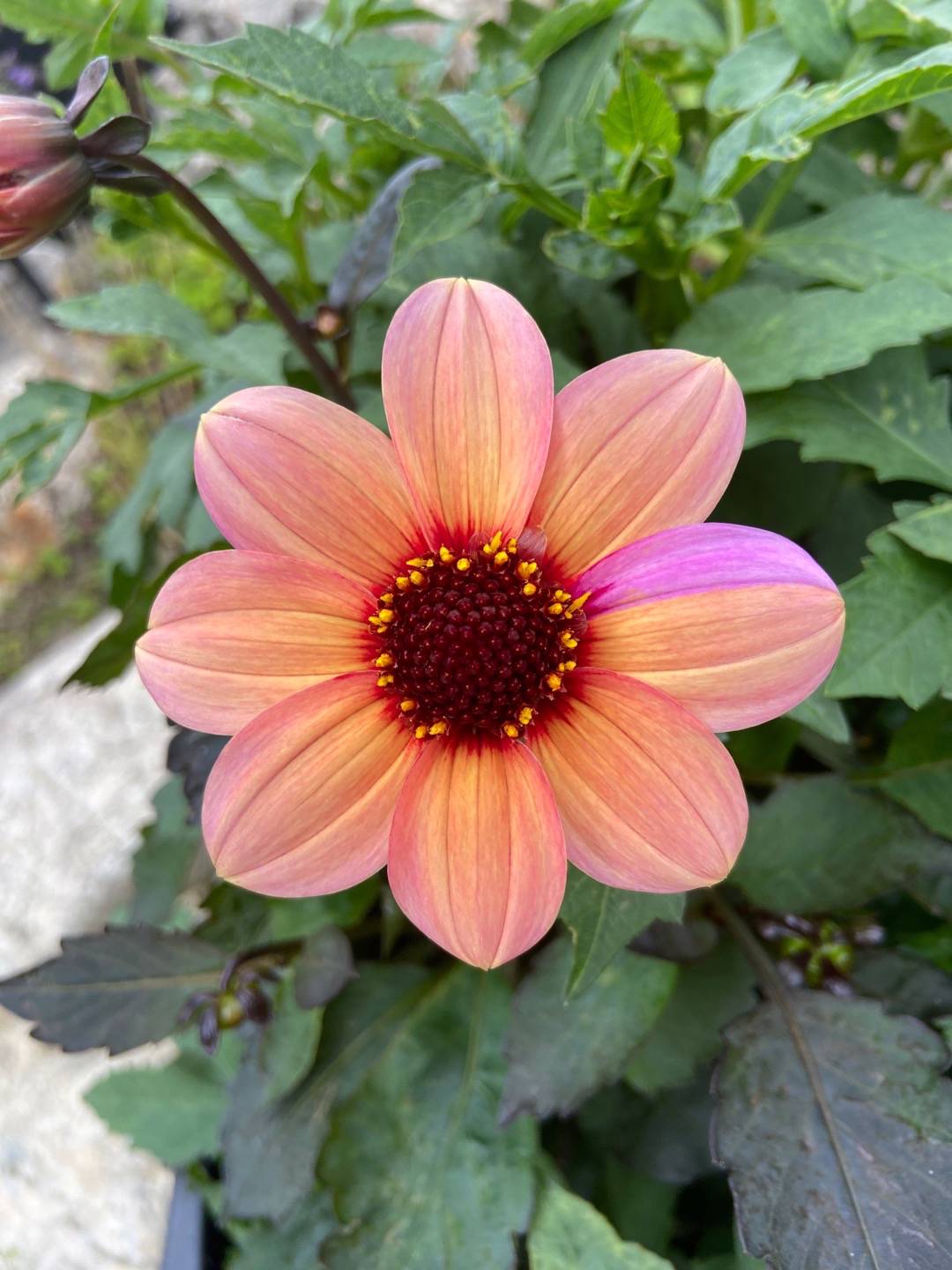 Dahlia Happy Single Kiss