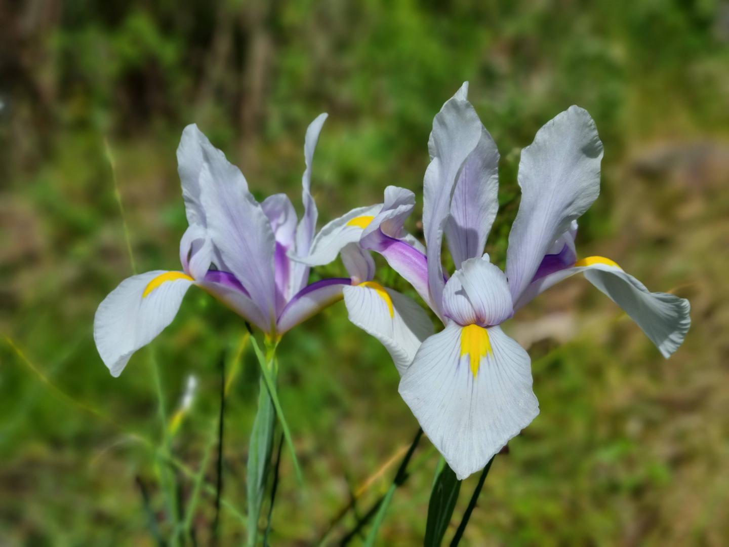 Holländsk Iris Carmen
