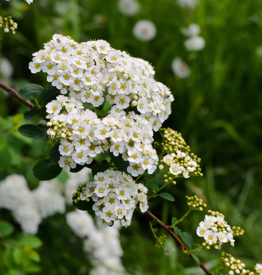 Björkspirea Tor