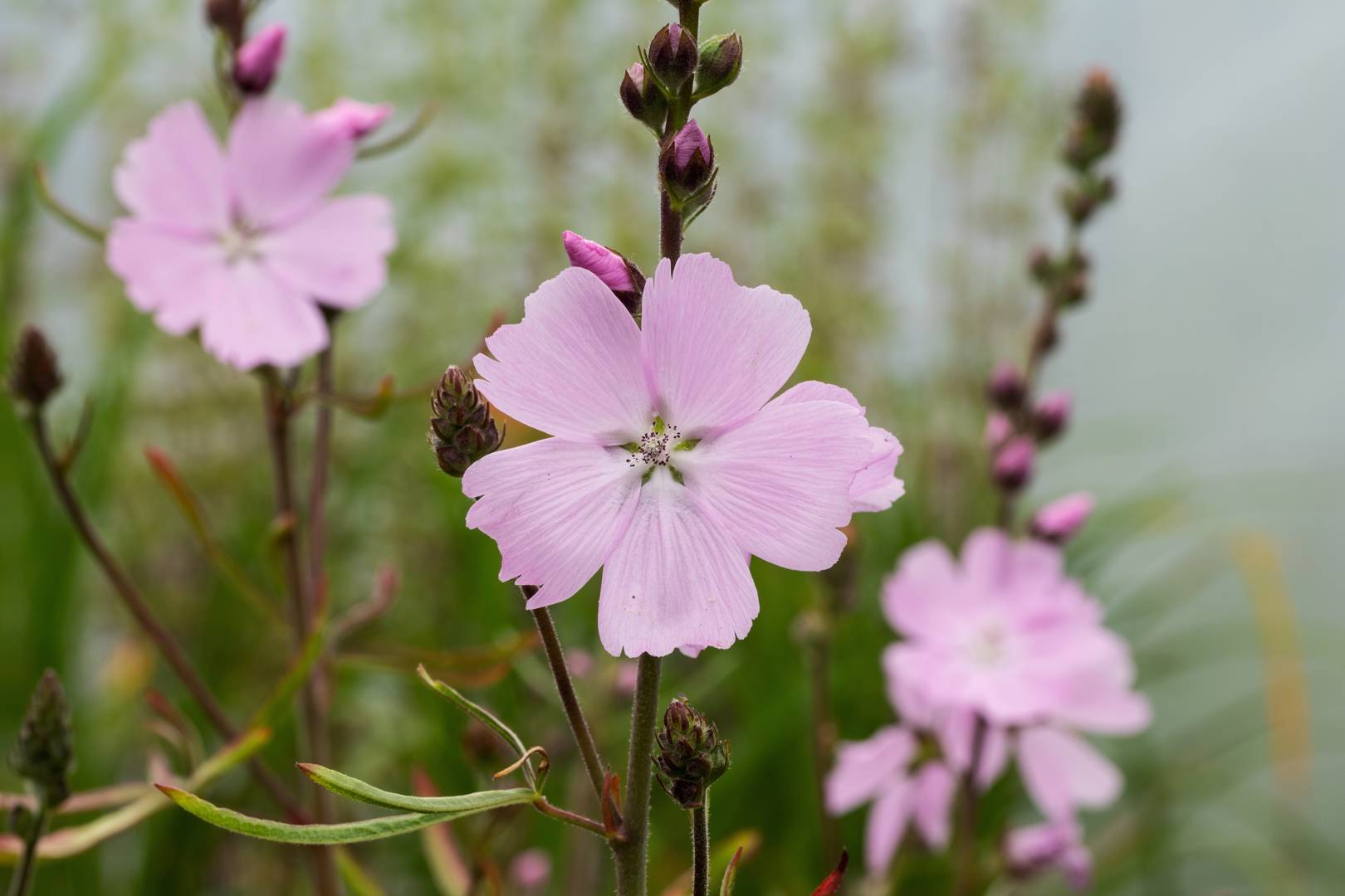 Axmalva Elsie Heugh