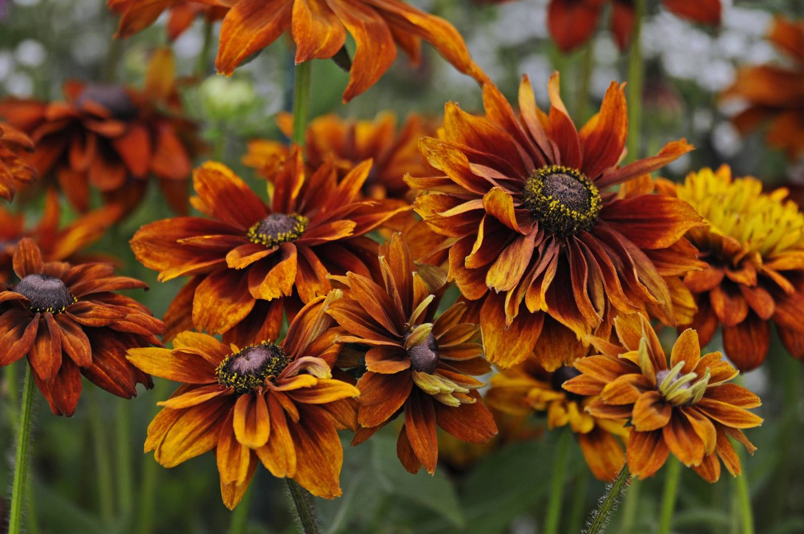 Sommarrudbeckia Cherokee Sunset