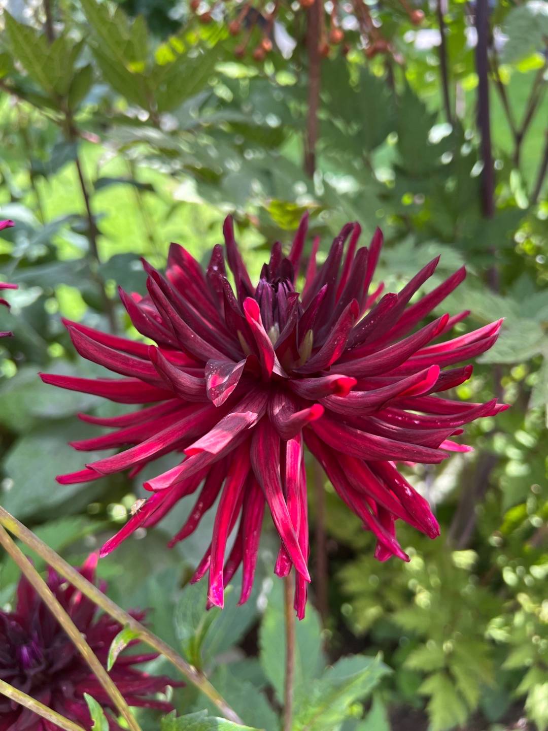 Dahlia Black Touch