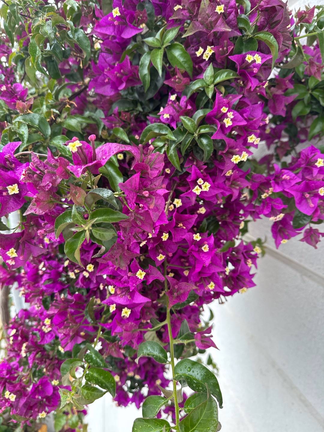 Blank Trillingblomma 