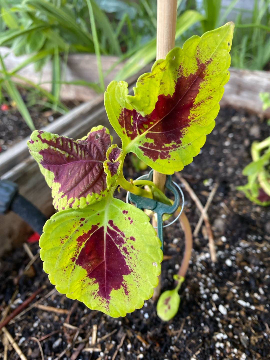 Palettblad Kong Red