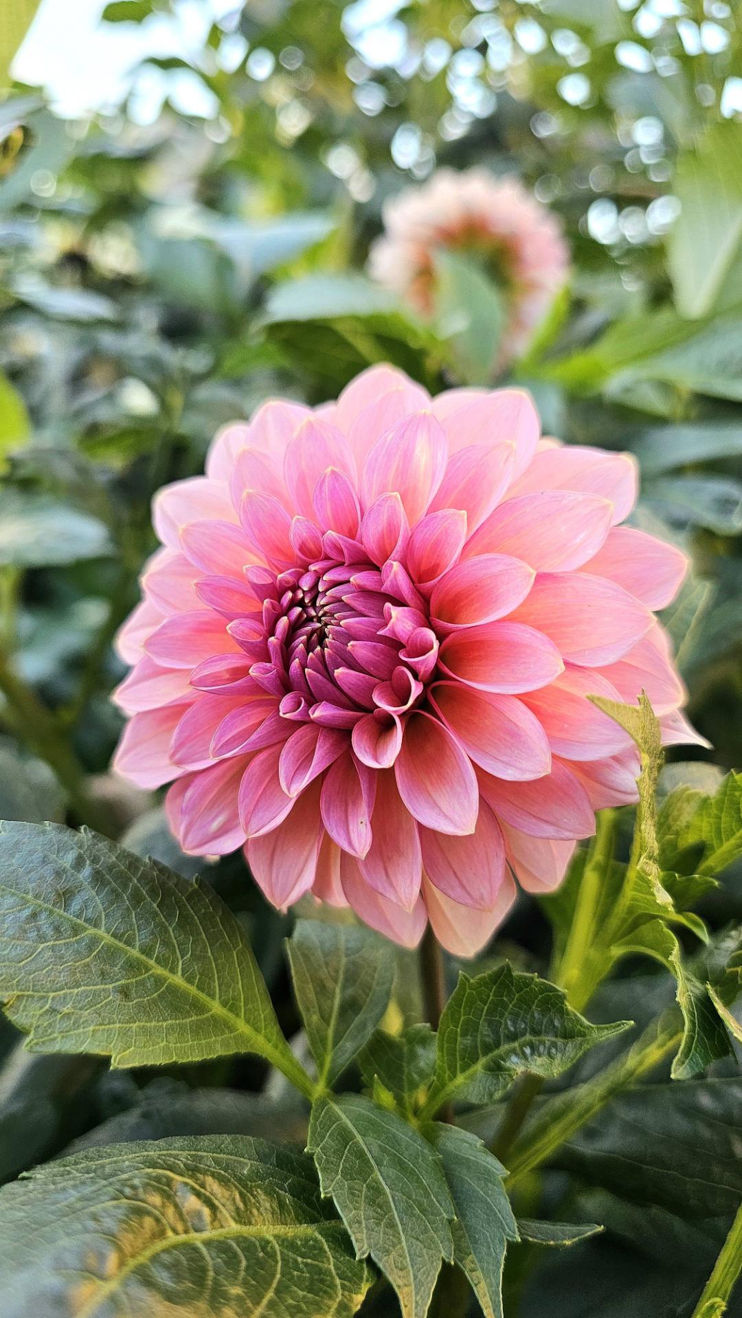 7sortersblomster
