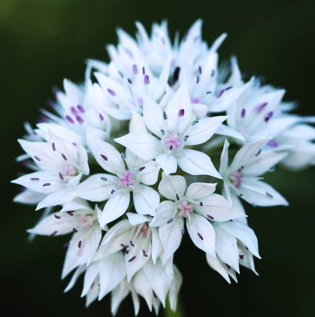 Allium Graceful Beauty