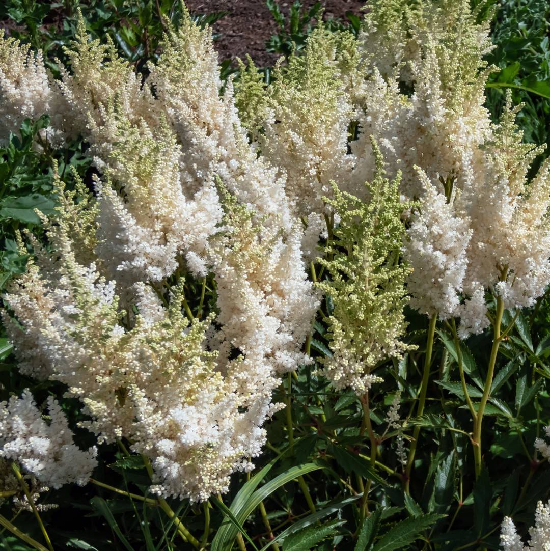 Astilbe Weisse Gloria
