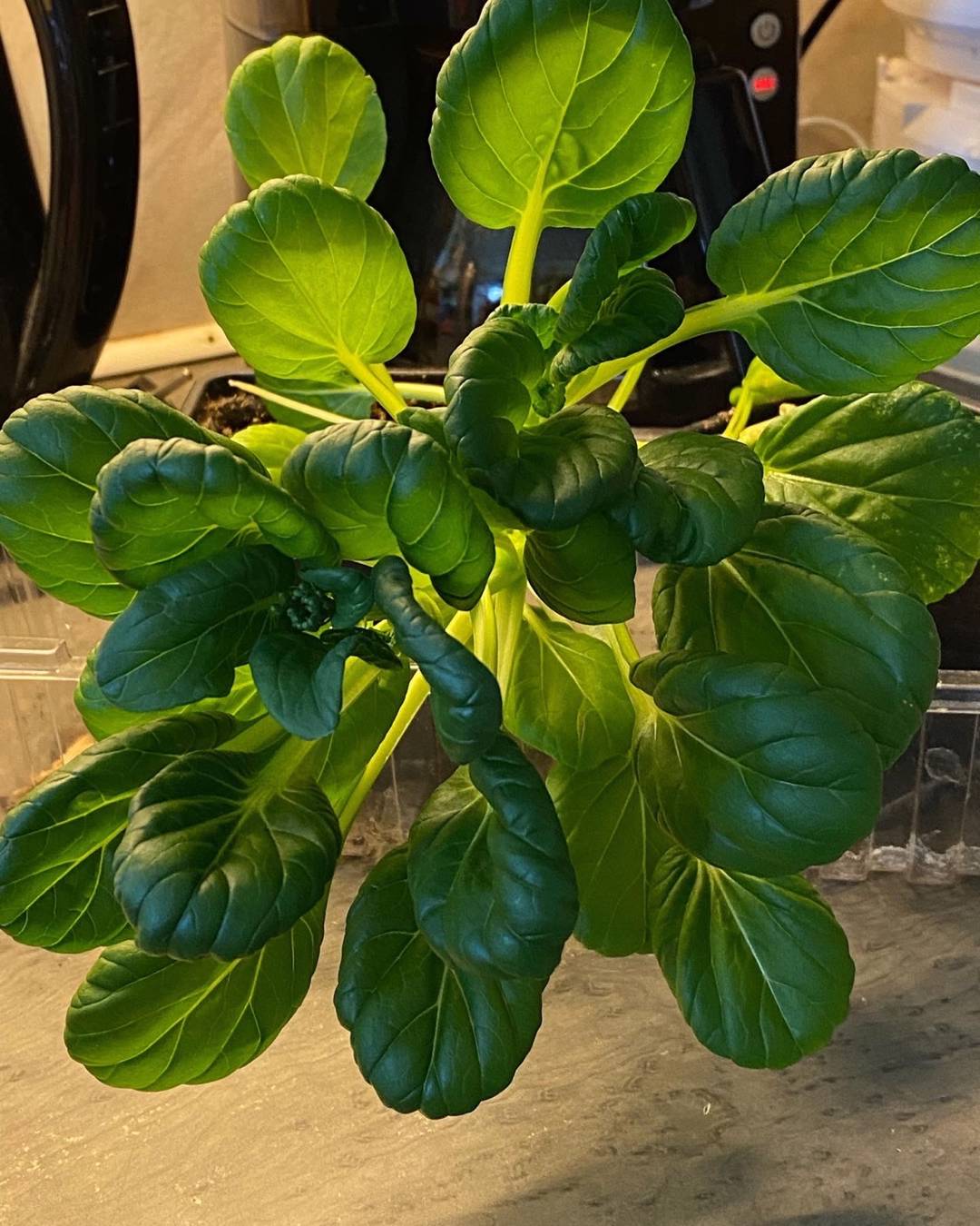 Oriflamma64