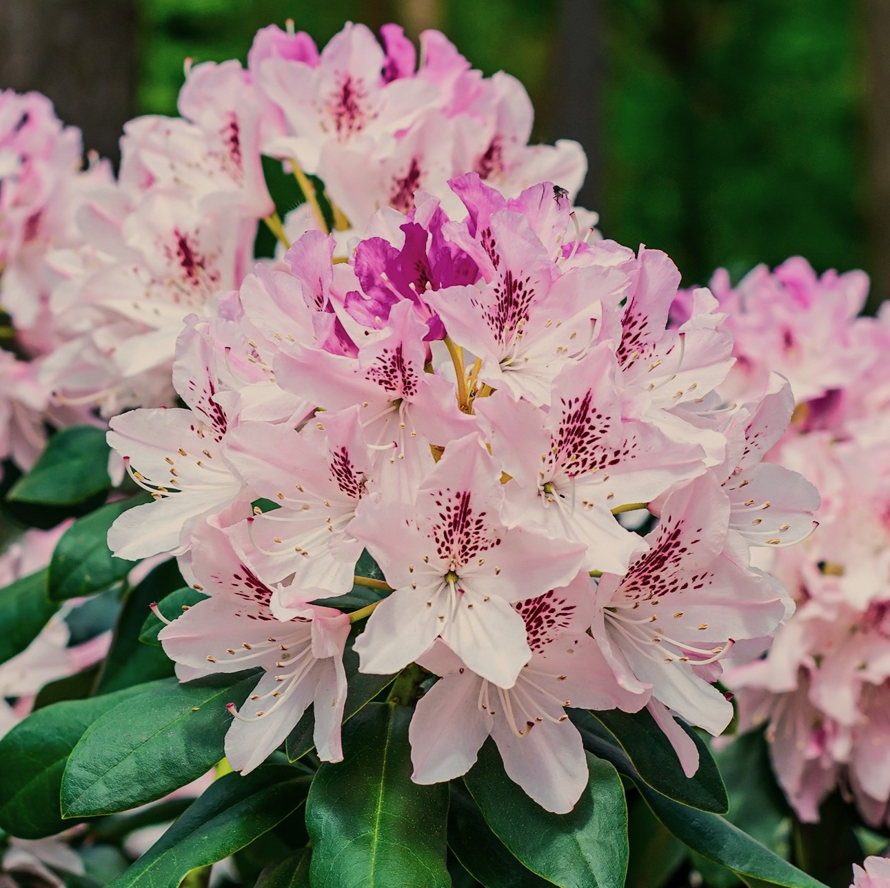 Oh!Garden - Rhododendron Cheer