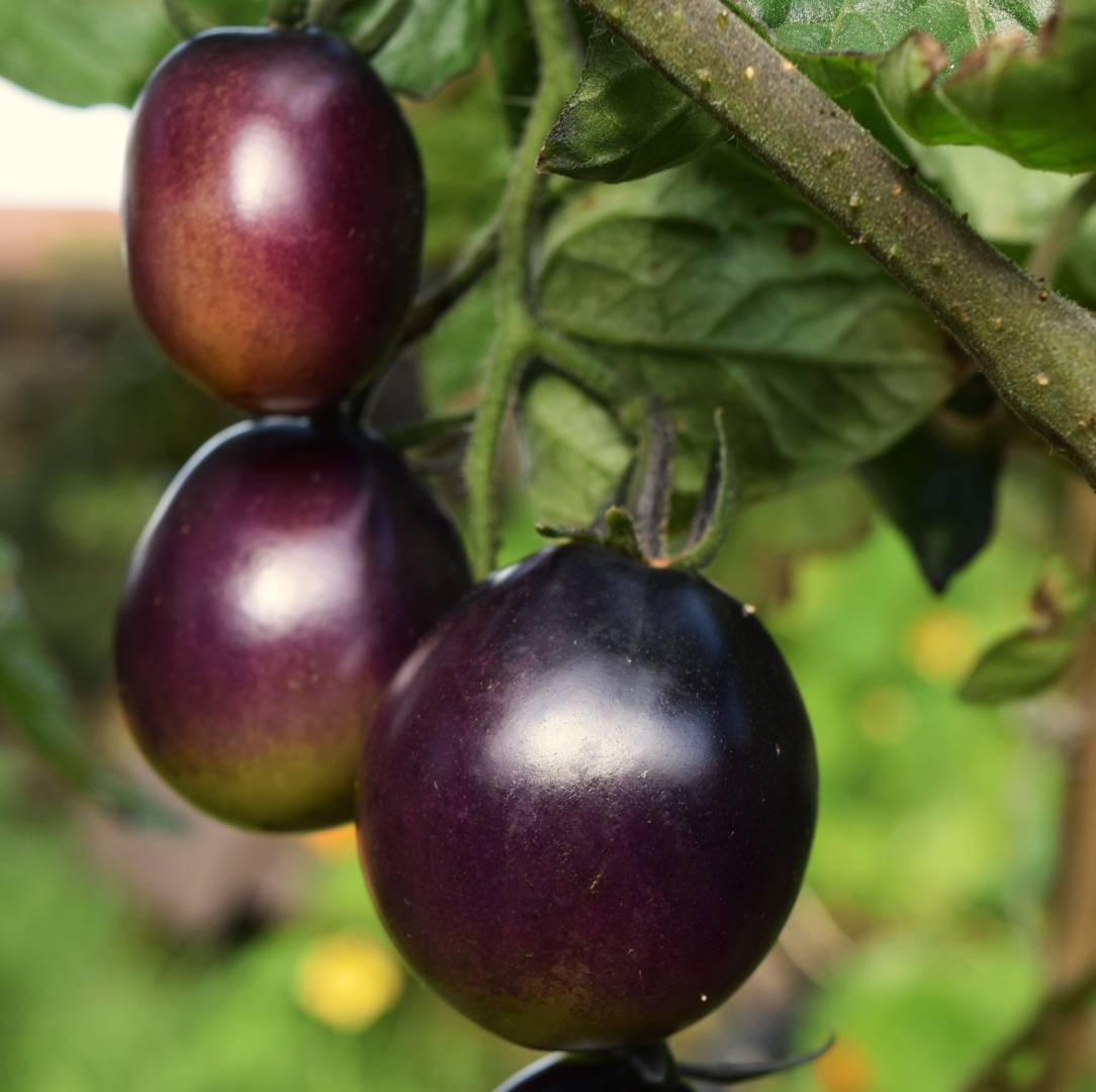 Tomat Indigo Ruby