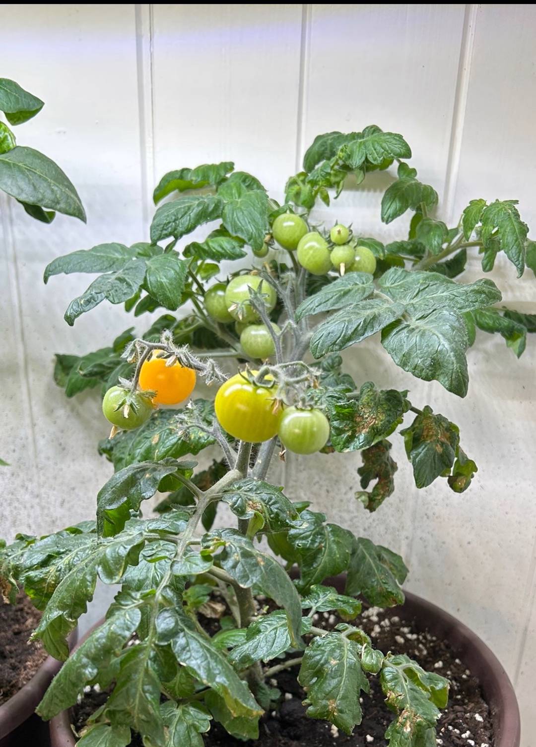 Backens Grönsaksodling