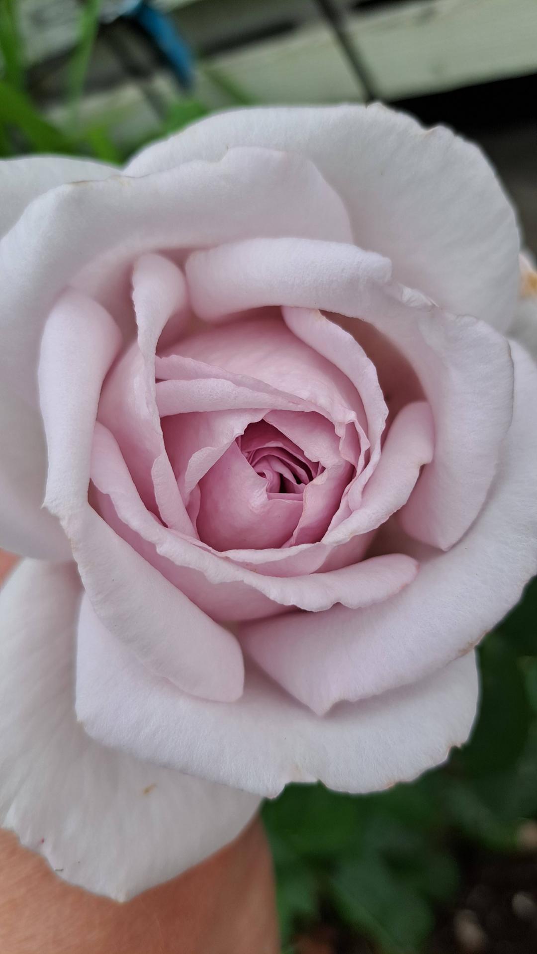 Ros Bering Renaissance