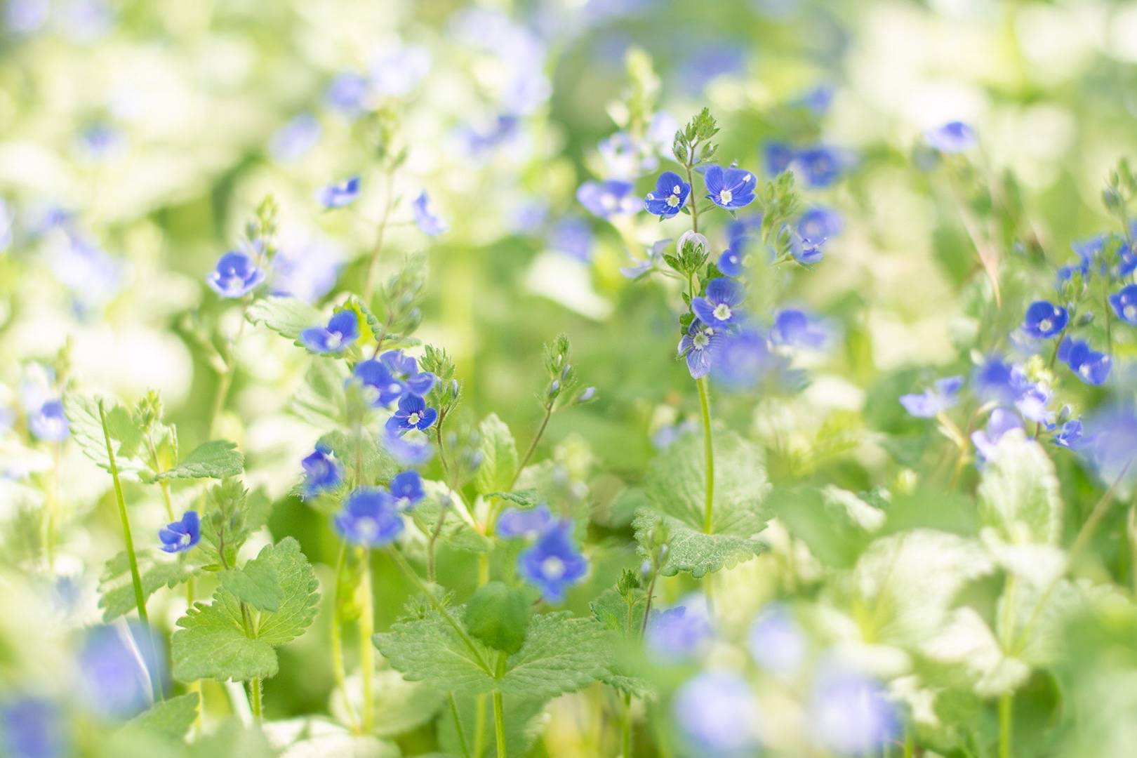 Där knoppar brister