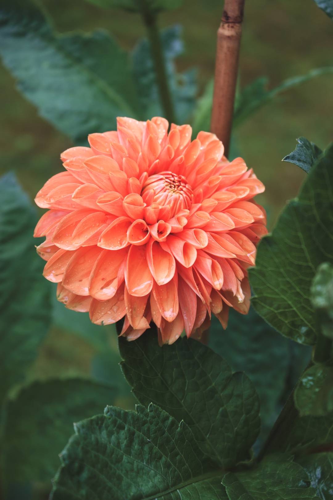 Dahlia Sylvia