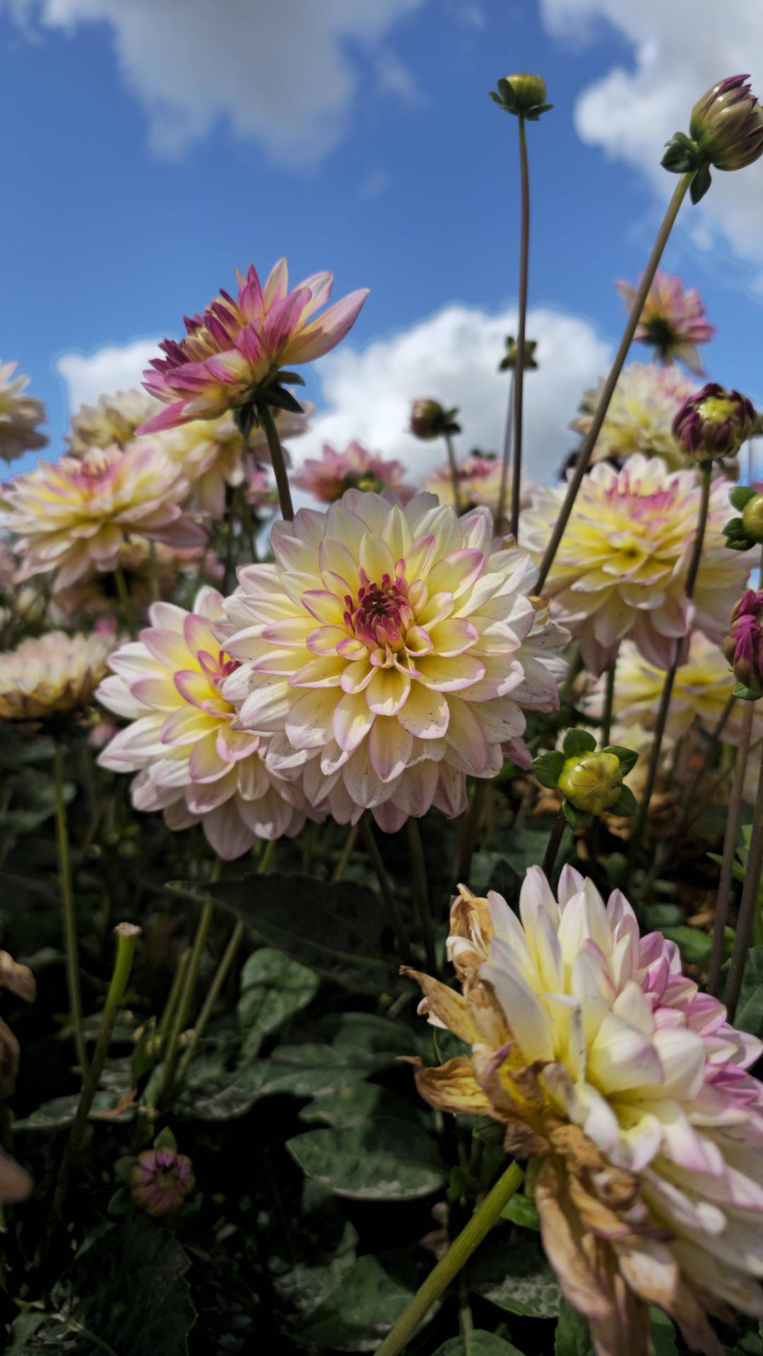 7sortersblomster