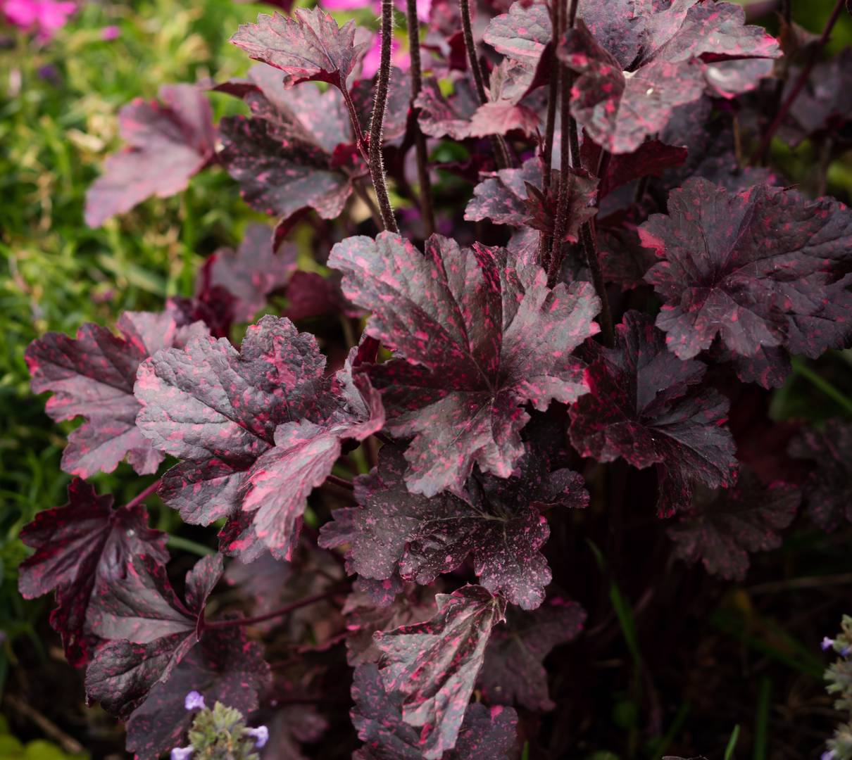 Oh!Garden - Alunrot Midnight Rose