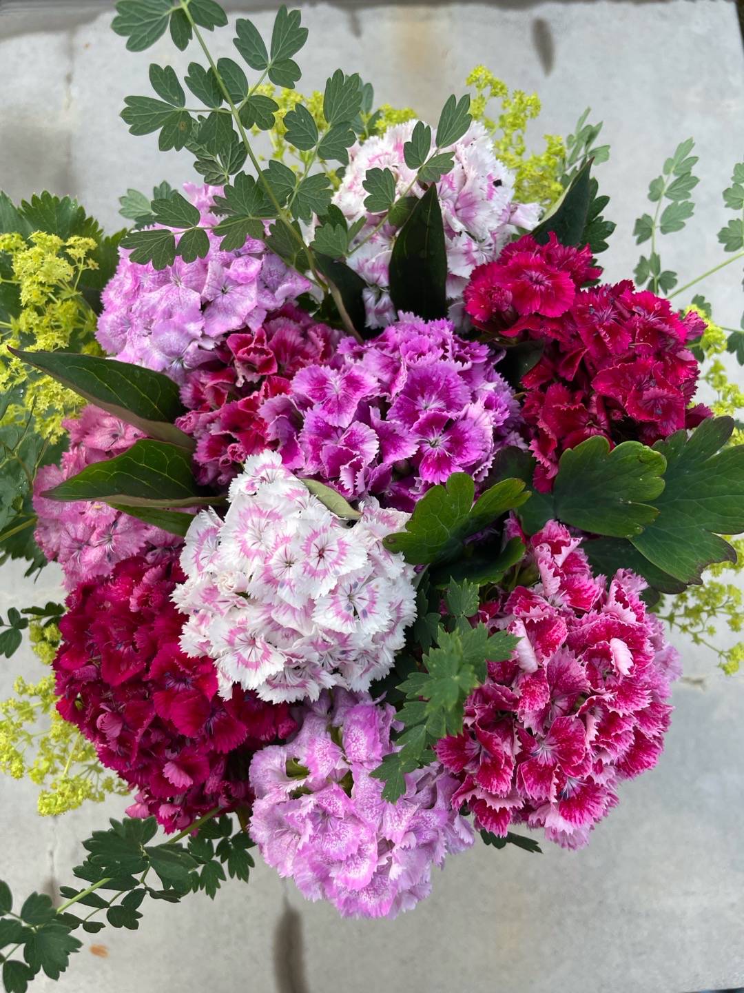 Petra på Blomstervägen