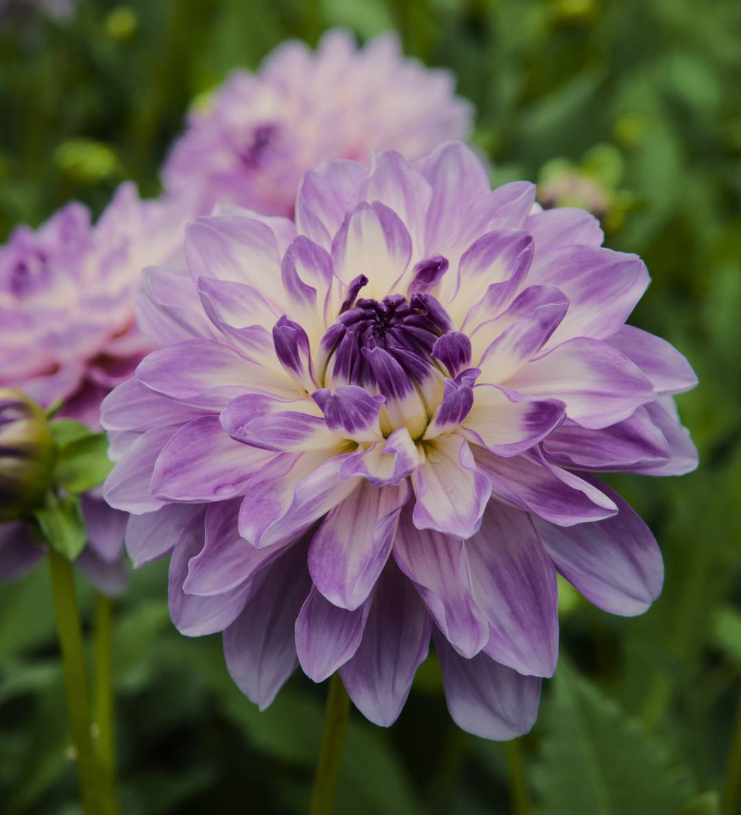 Dahlia Blue Wish