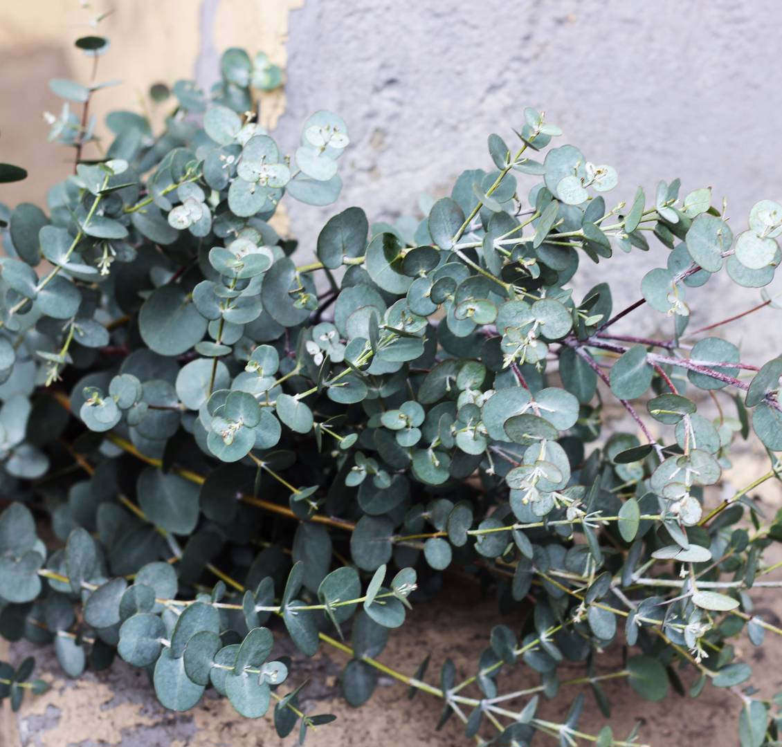 Eukalyptus Silver Drop