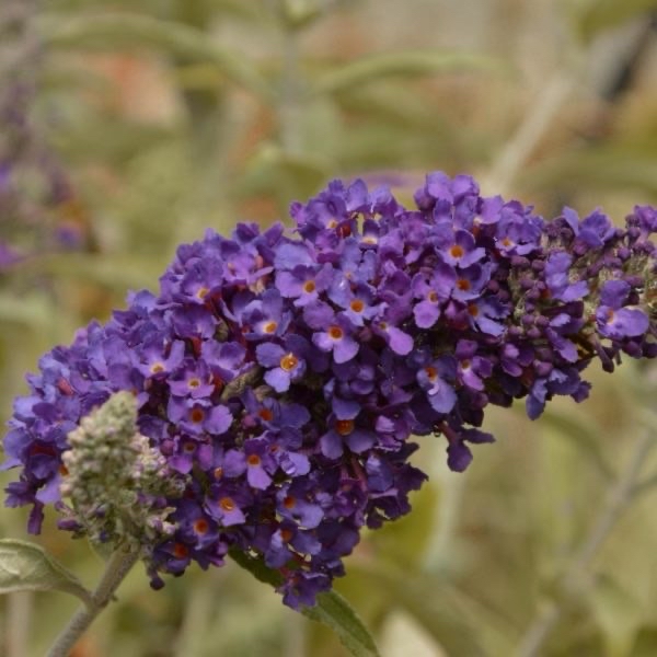 Syrenbuddleja Blåvinge