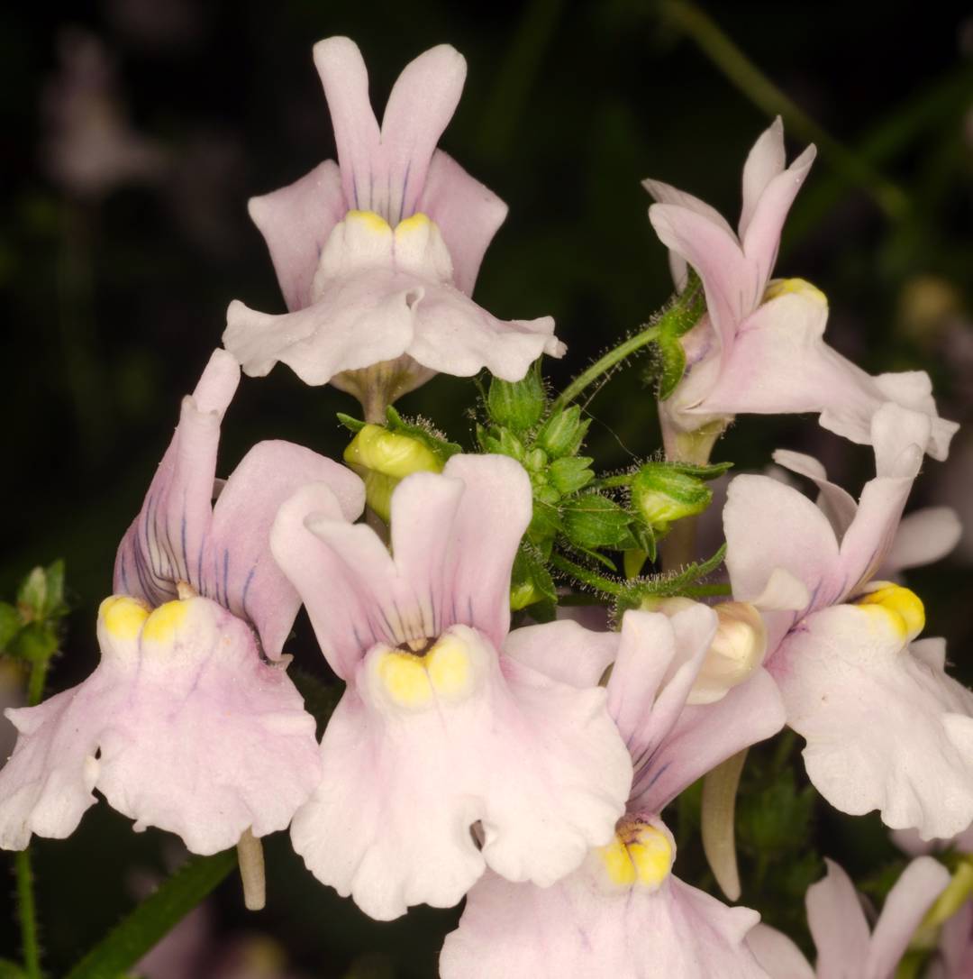 Doftnemesia 