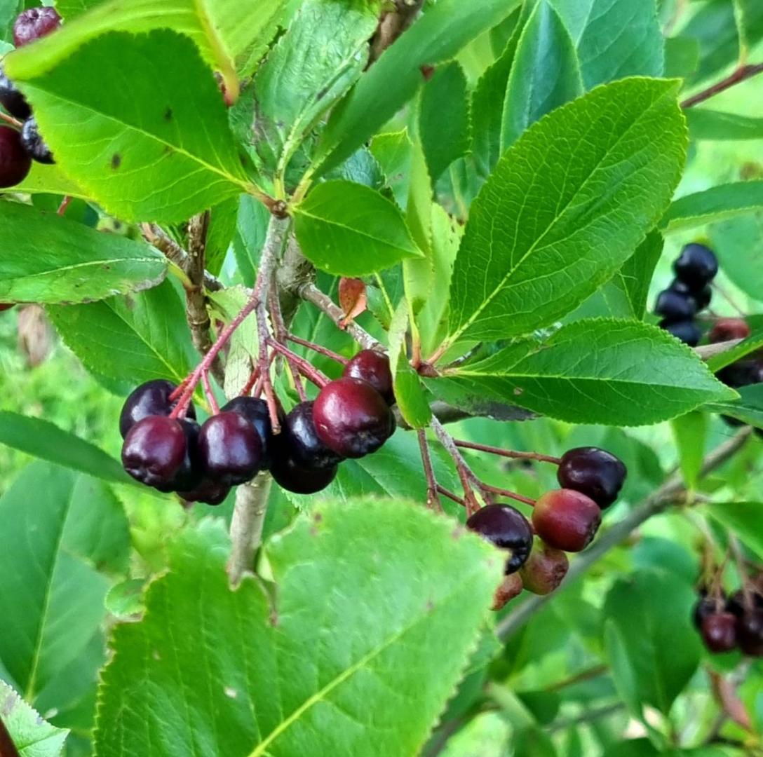 Svartaronia fk Moskva
