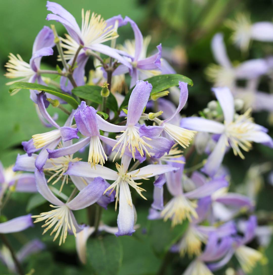 Trumpetklematis Praecox